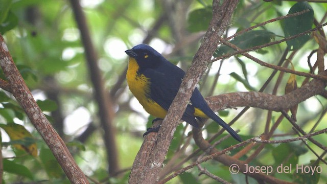 Black-cheeked Mountain Tanager - ML541414631