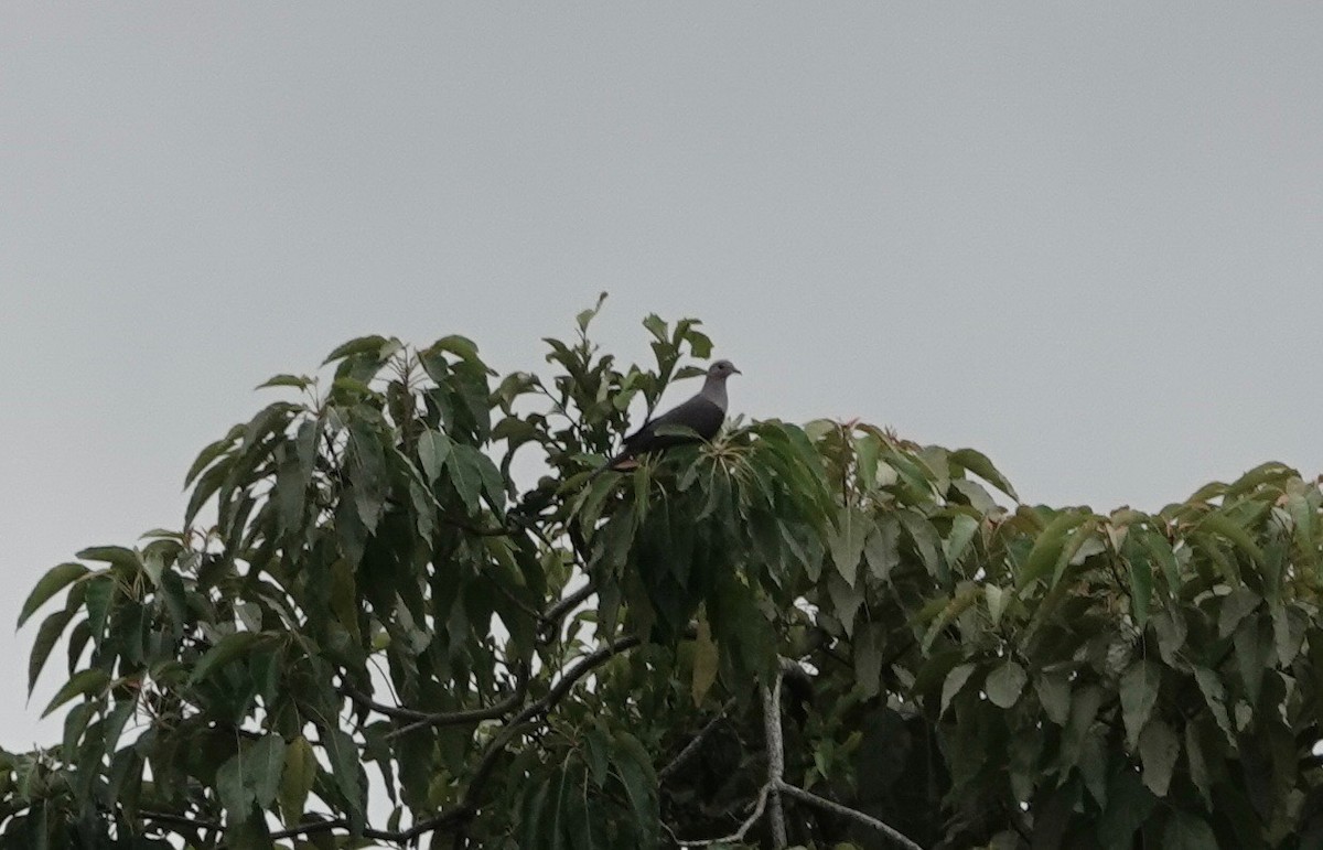 Green Imperial-Pigeon - ML541414661