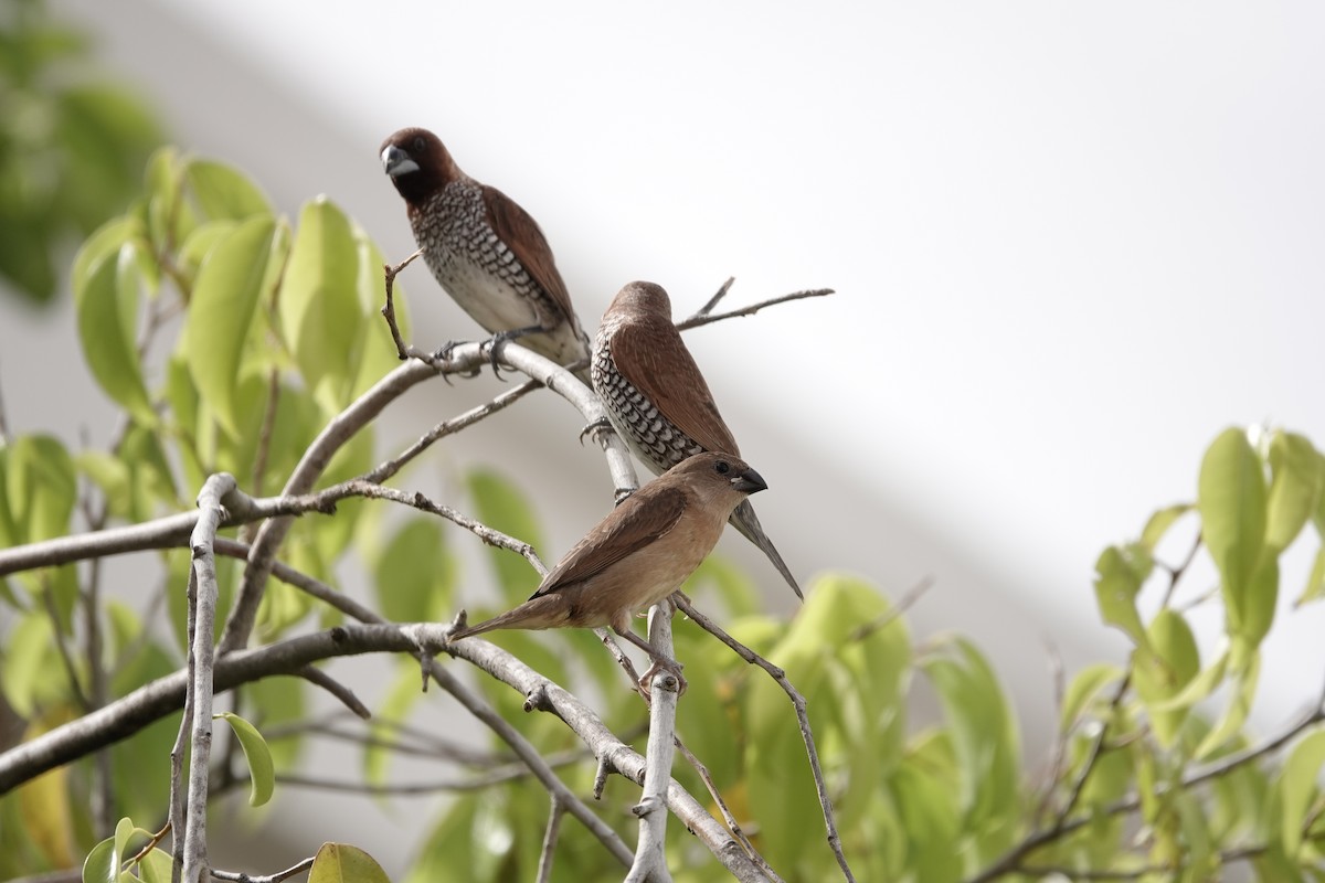 Scaly-breasted Munia - ML541414911