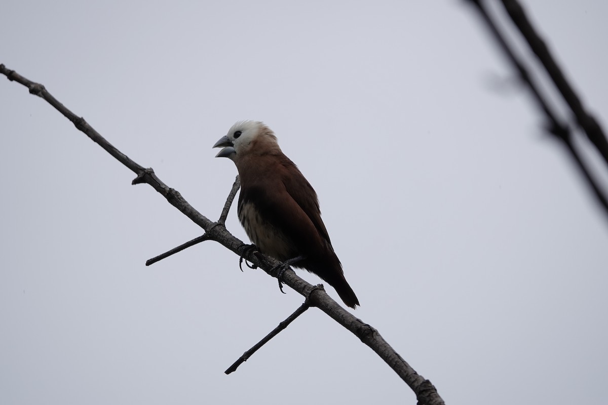 White-headed Munia - ML541414921