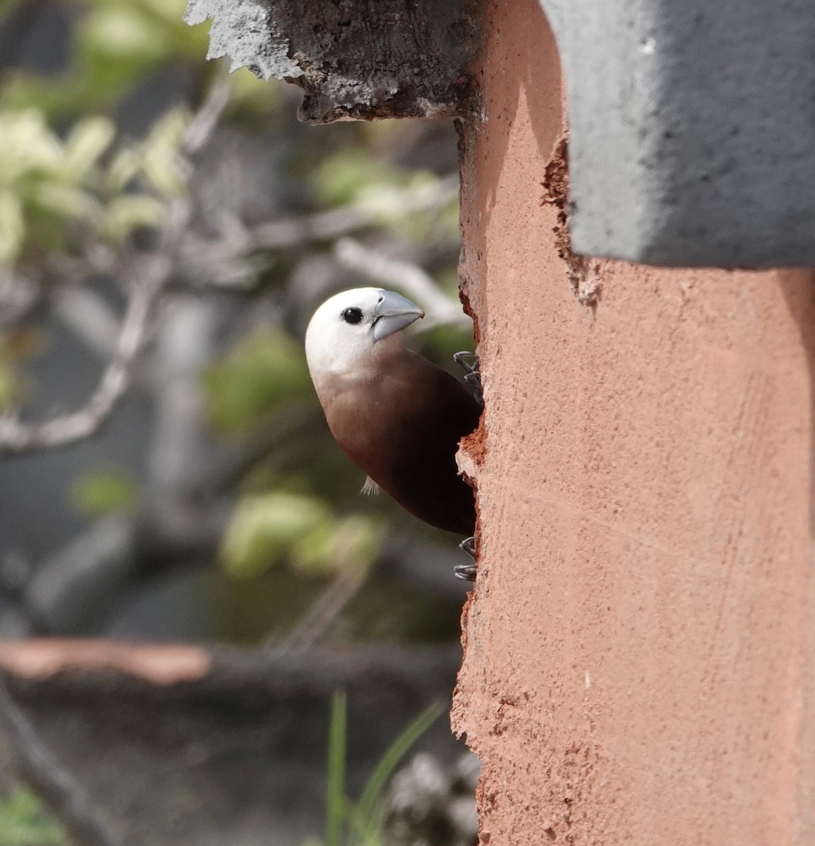 White-headed Munia - ML541414931