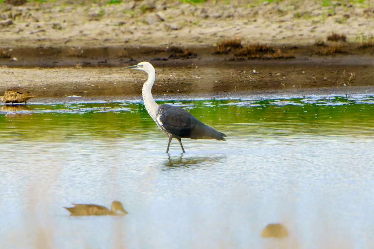 Pacific Heron - ML541415311