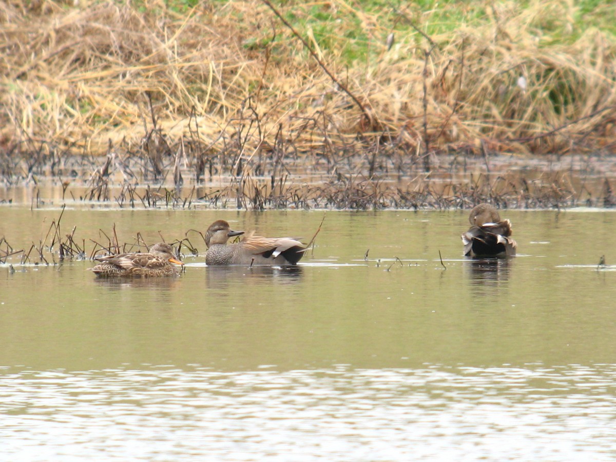 Gadwall - Chris Barrigar