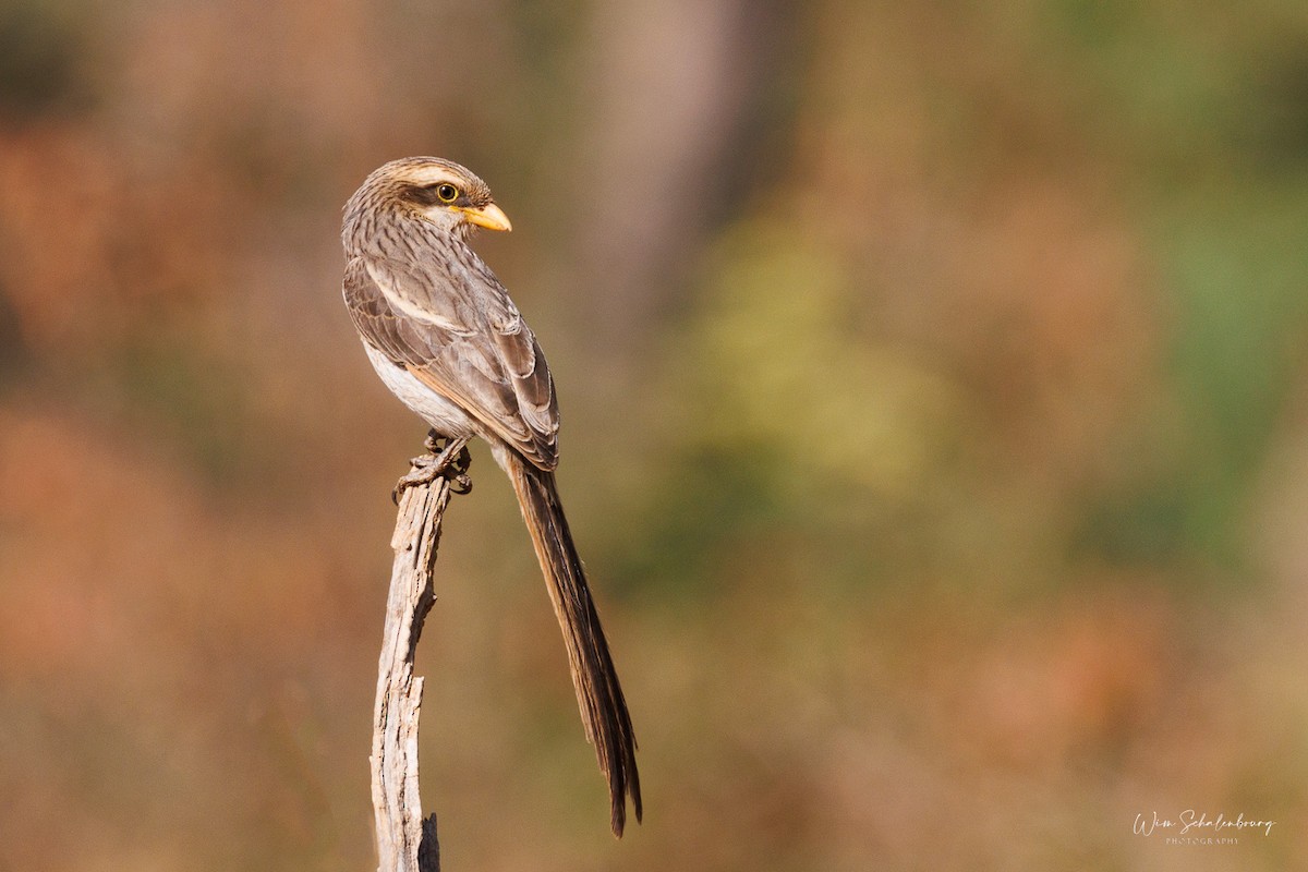 Yellow-billed Shrike - Wim Schalenbourg