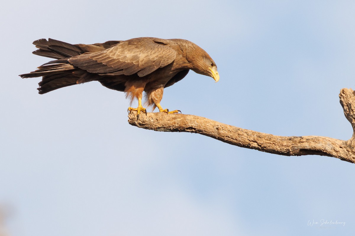 Black Kite - ML541416831