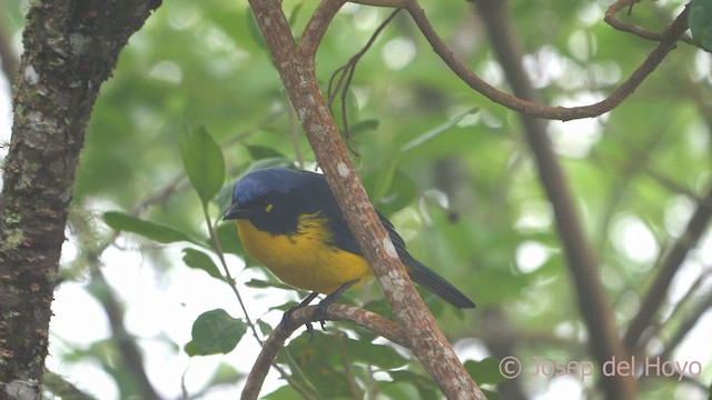 Black-cheeked Mountain Tanager - ML541416891
