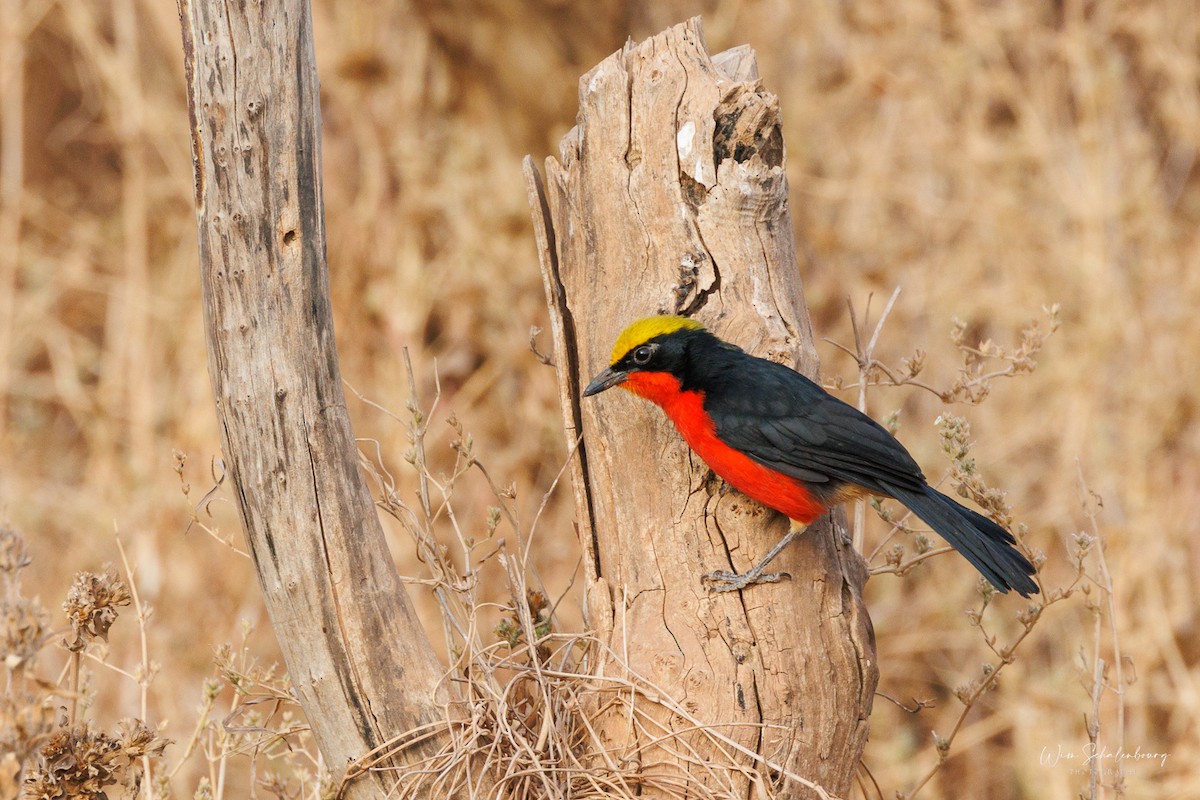 Yellow-crowned Gonolek - ML541416991