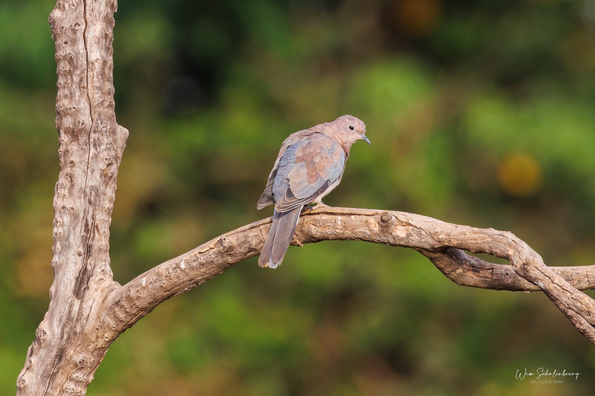 Laughing Dove - ML541417251