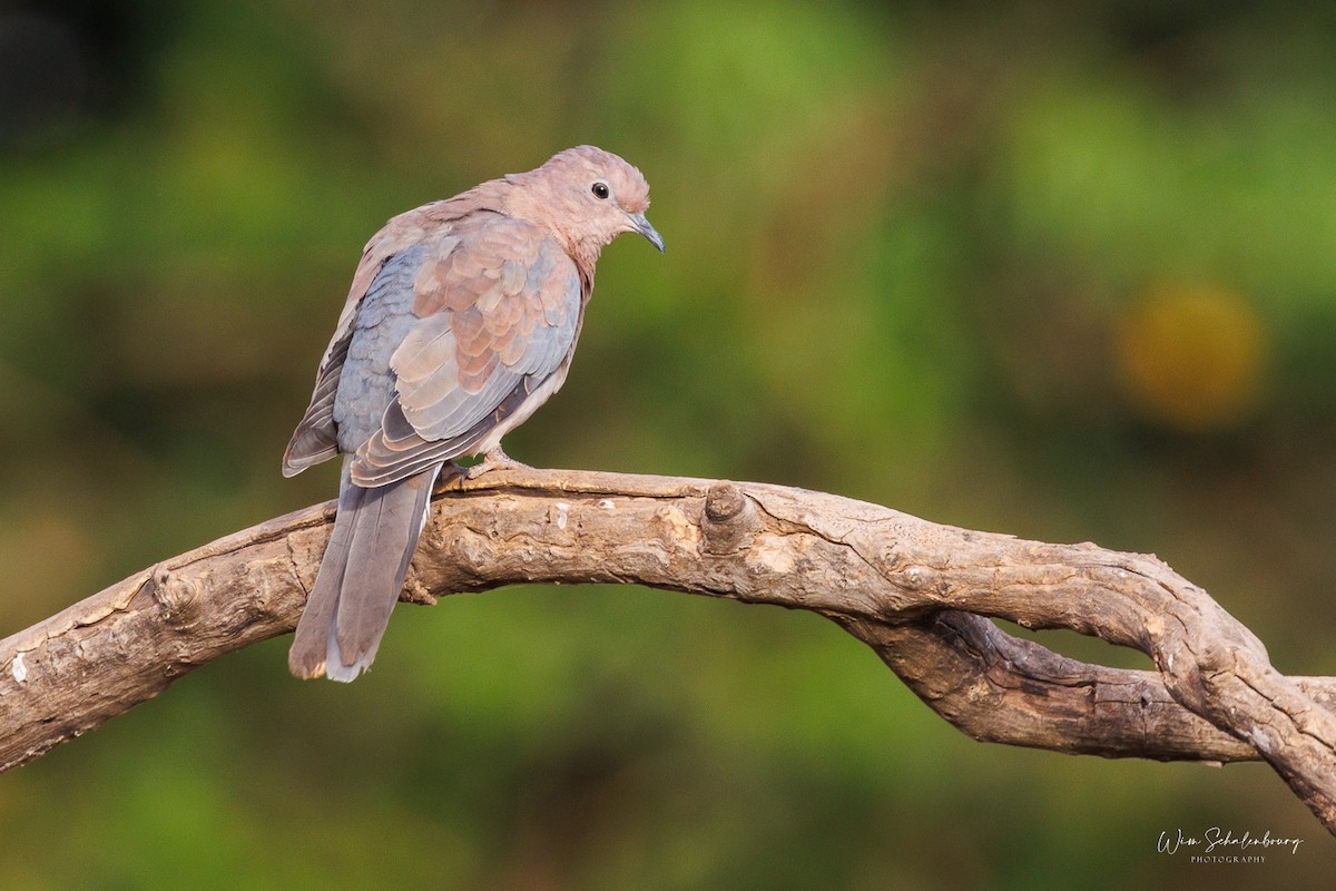 Laughing Dove - ML541417261