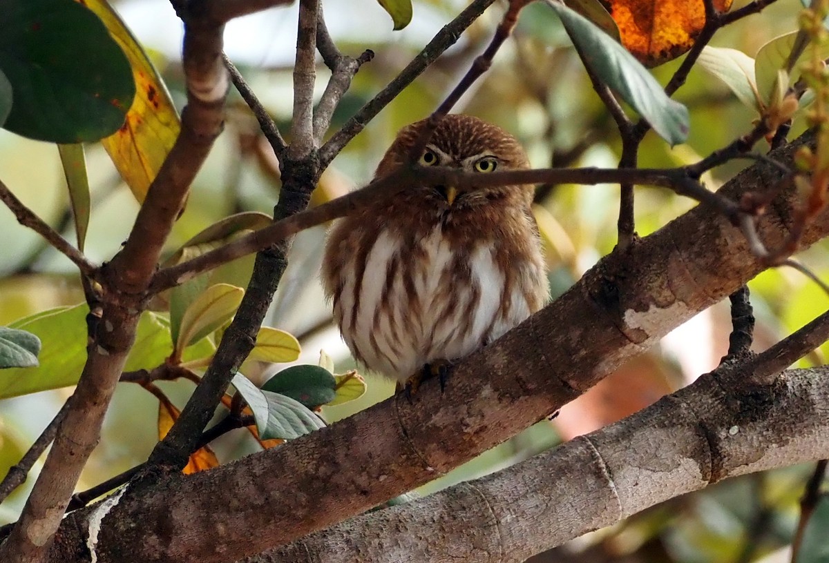 Ferruginous Pygmy-Owl (Ferruginous) - ML541417911