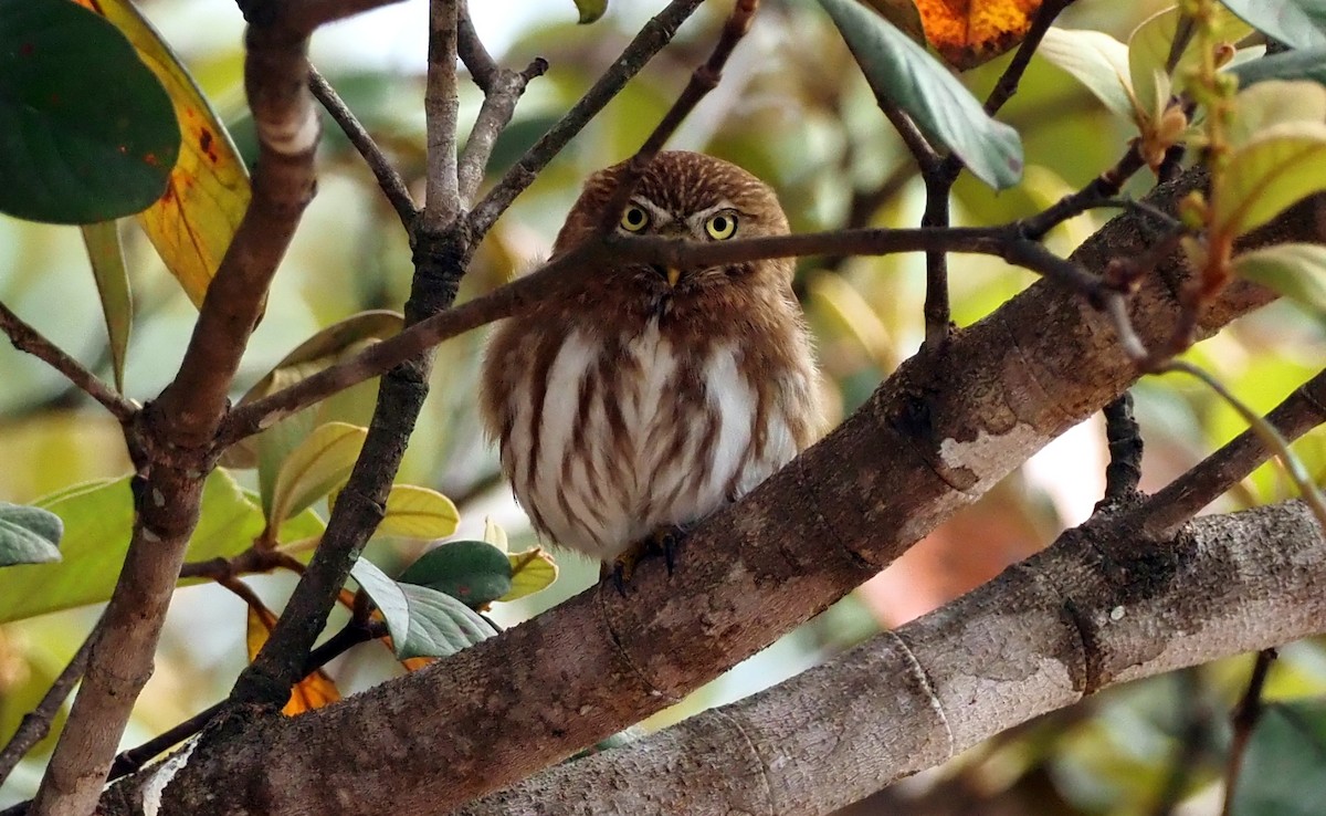 Ferruginous Pygmy-Owl (Ferruginous) - ML541417921