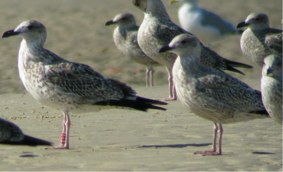 Yellow-legged Gull (michahellis) - Simon Feys