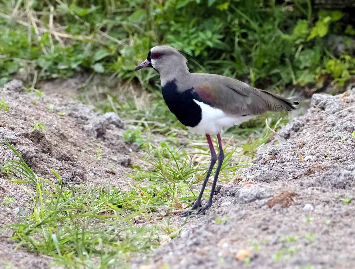 Southern Lapwing - ML541419781