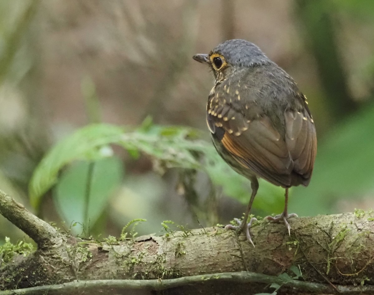 Streak-chested Antpitta - Simon RB Thompson