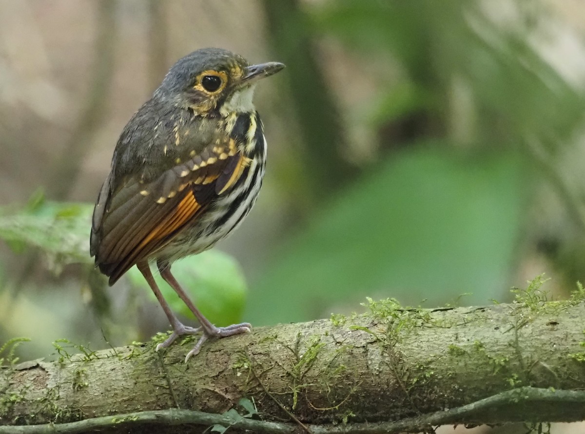 Streak-chested Antpitta - ML541419911