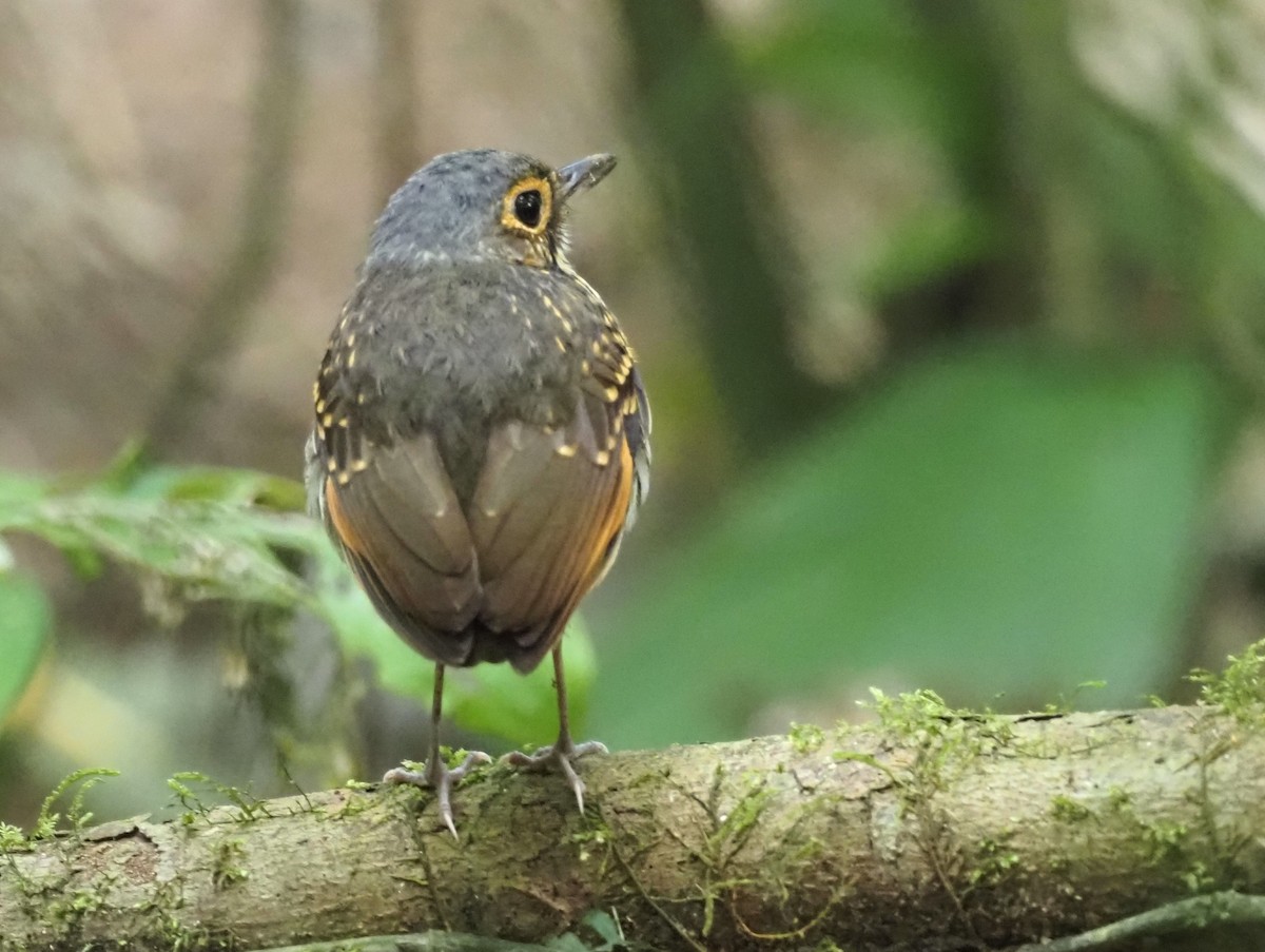 Streak-chested Antpitta - Simon RB Thompson