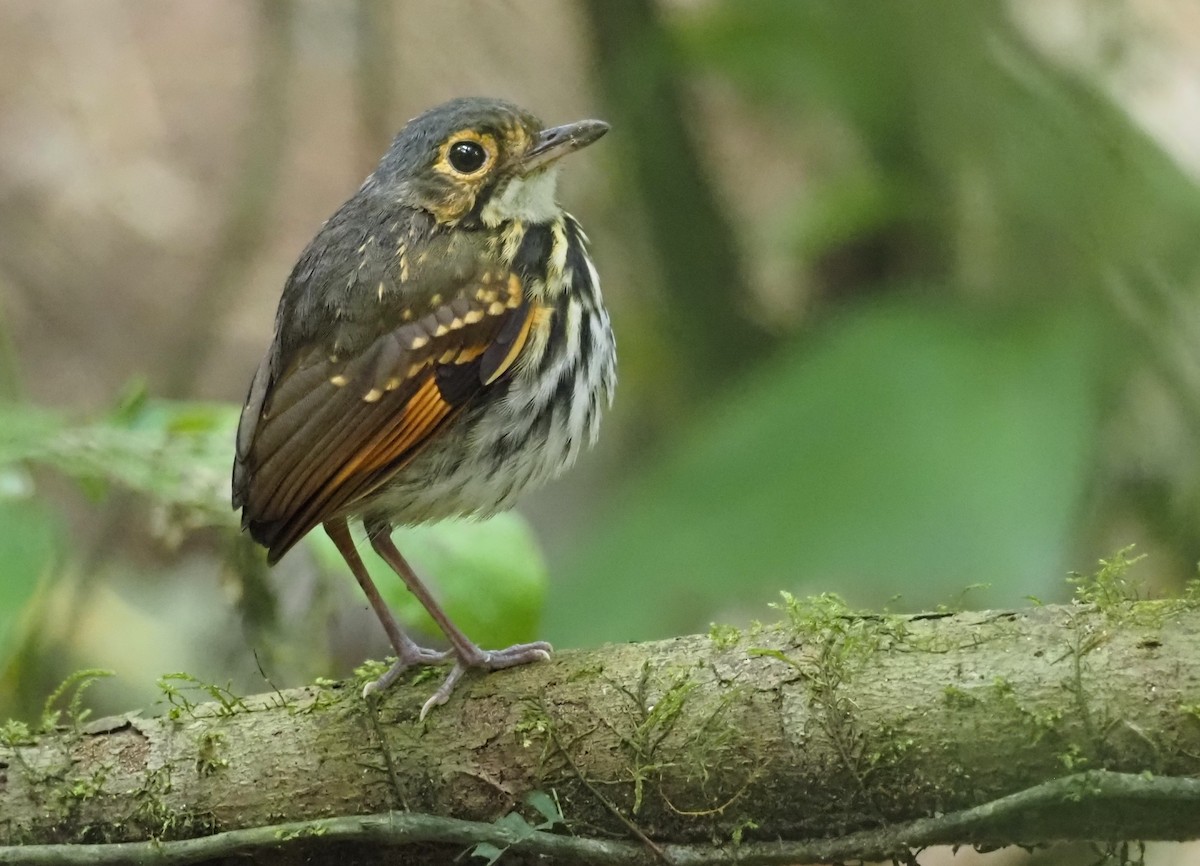 Streak-chested Antpitta - ML541419931