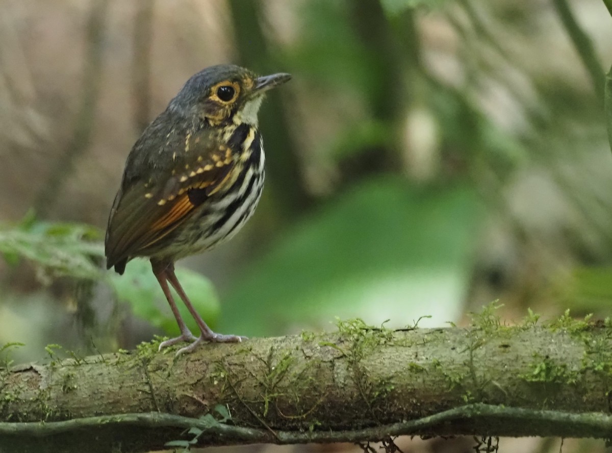 Streak-chested Antpitta - ML541419941