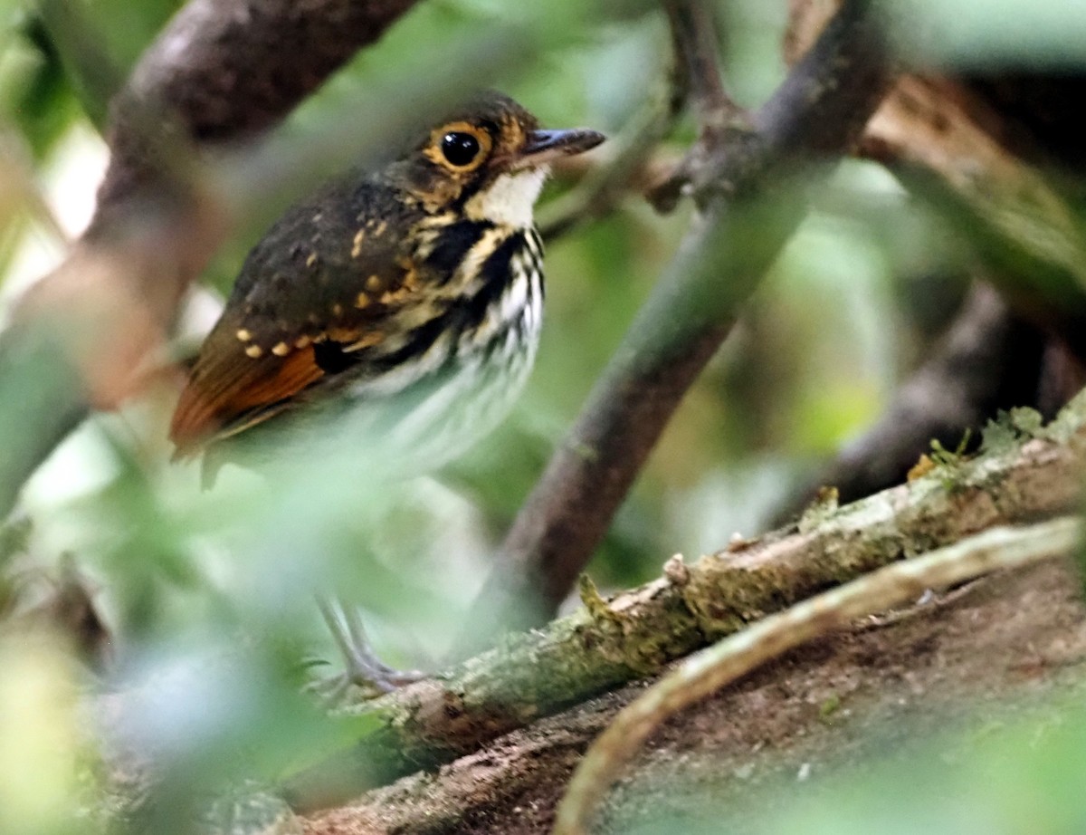 Streak-chested Antpitta - Simon RB Thompson