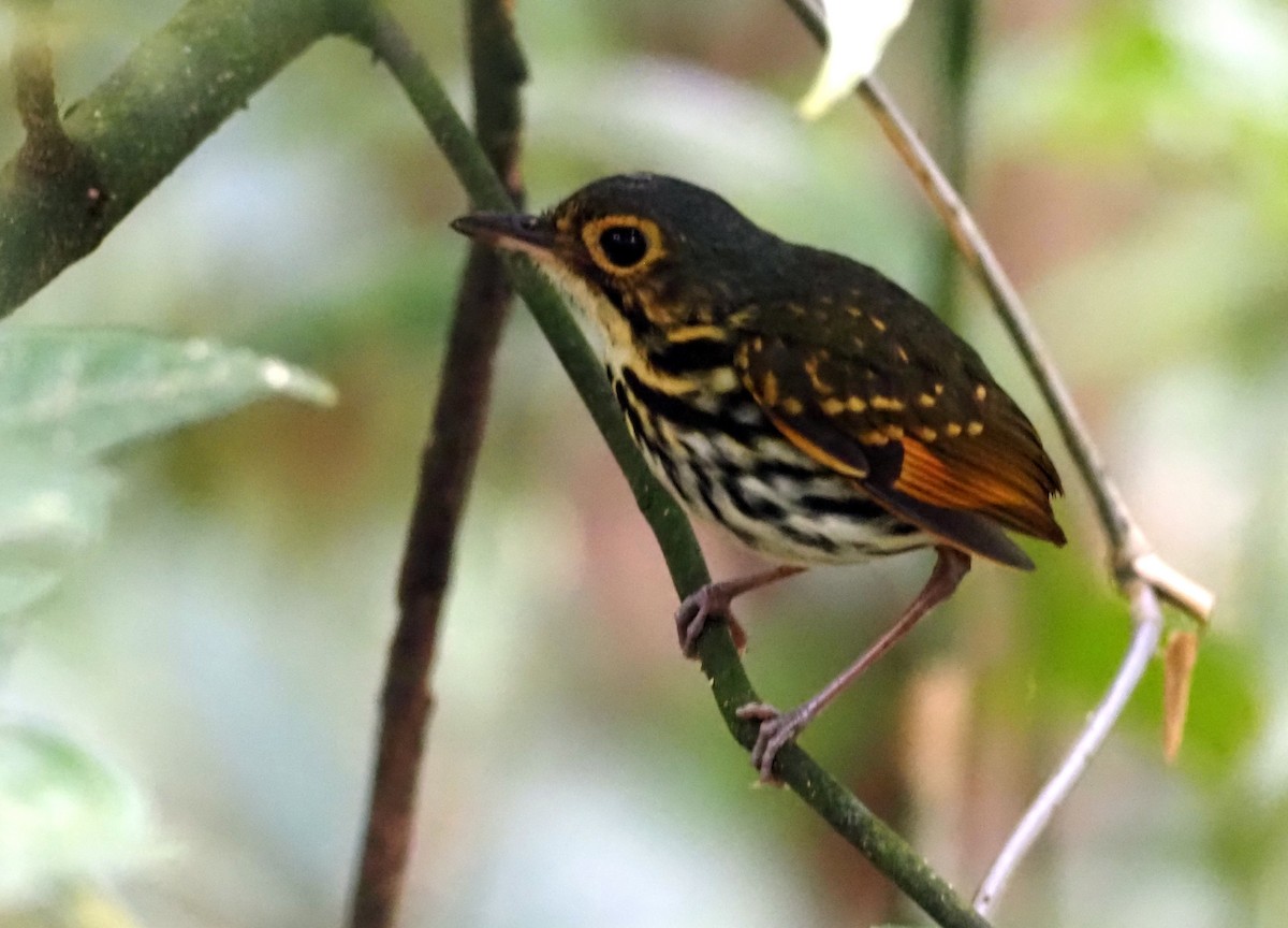 Streak-chested Antpitta - ML541419961