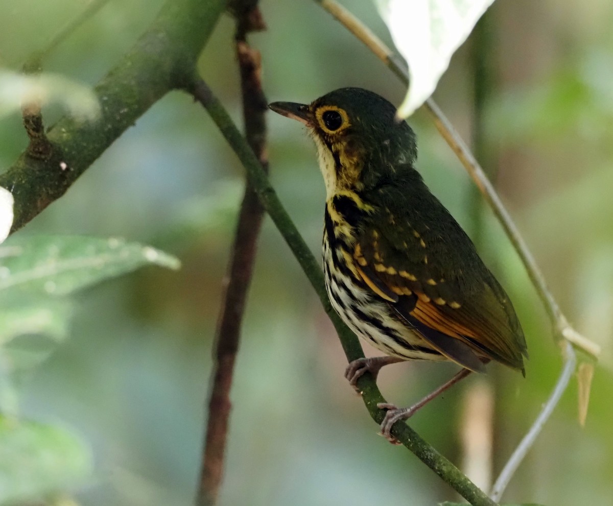 Streak-chested Antpitta - ML541419971