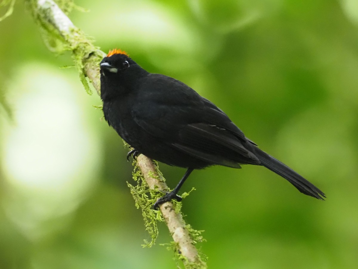 Tawny-crested Tanager - ML541420001