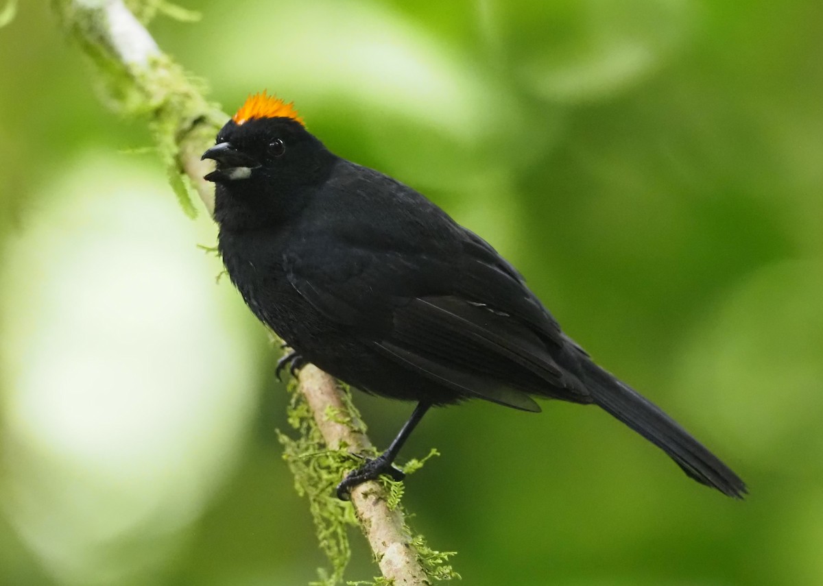 Tawny-crested Tanager - ML541420031