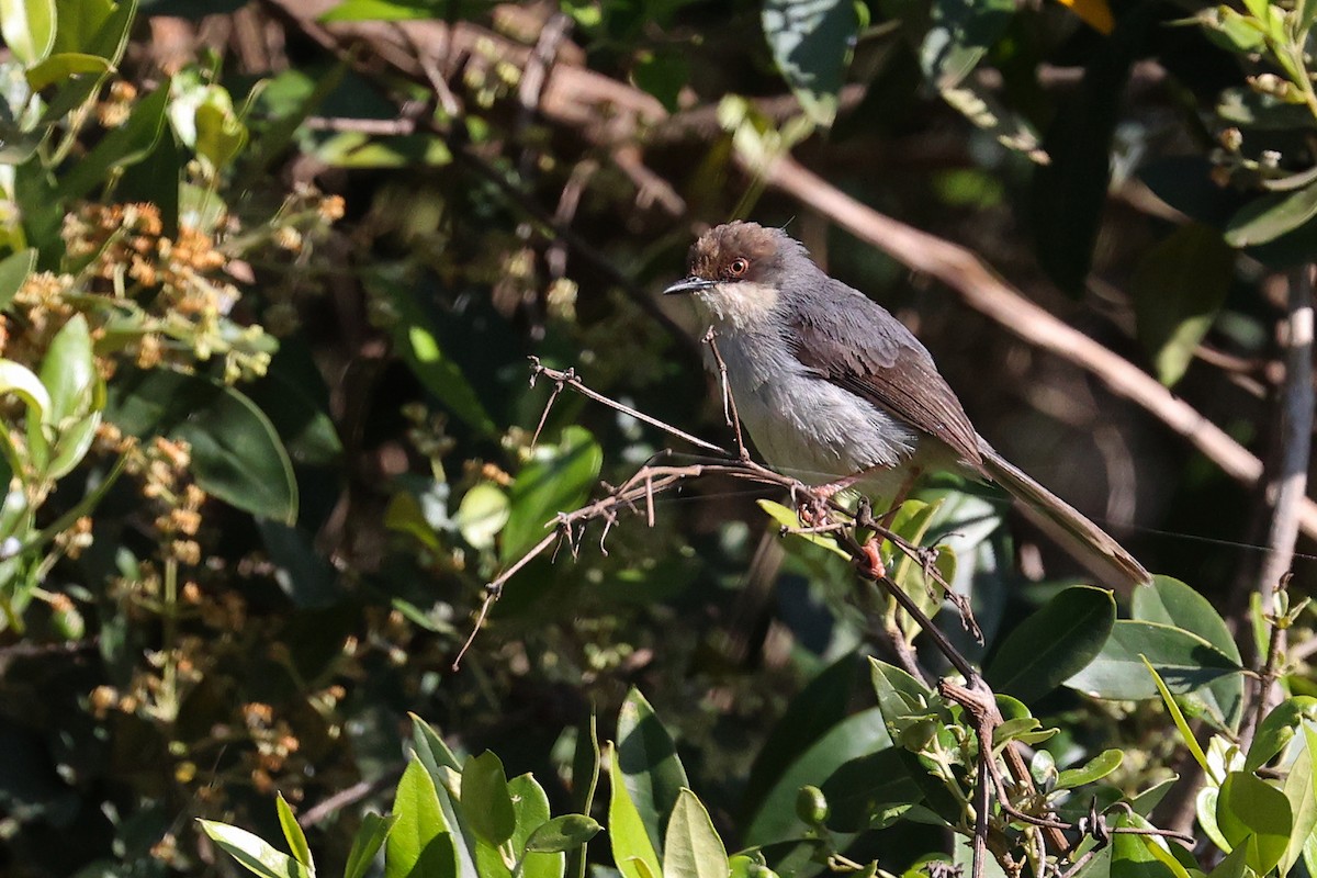 Brown-headed Apalis - ML541421531