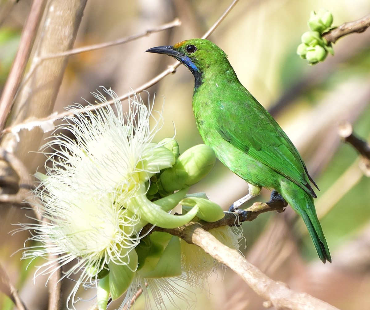 Golden-fronted Leafbird - ML541421931