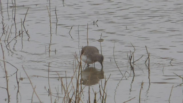 Green Sandpiper - ML541422121