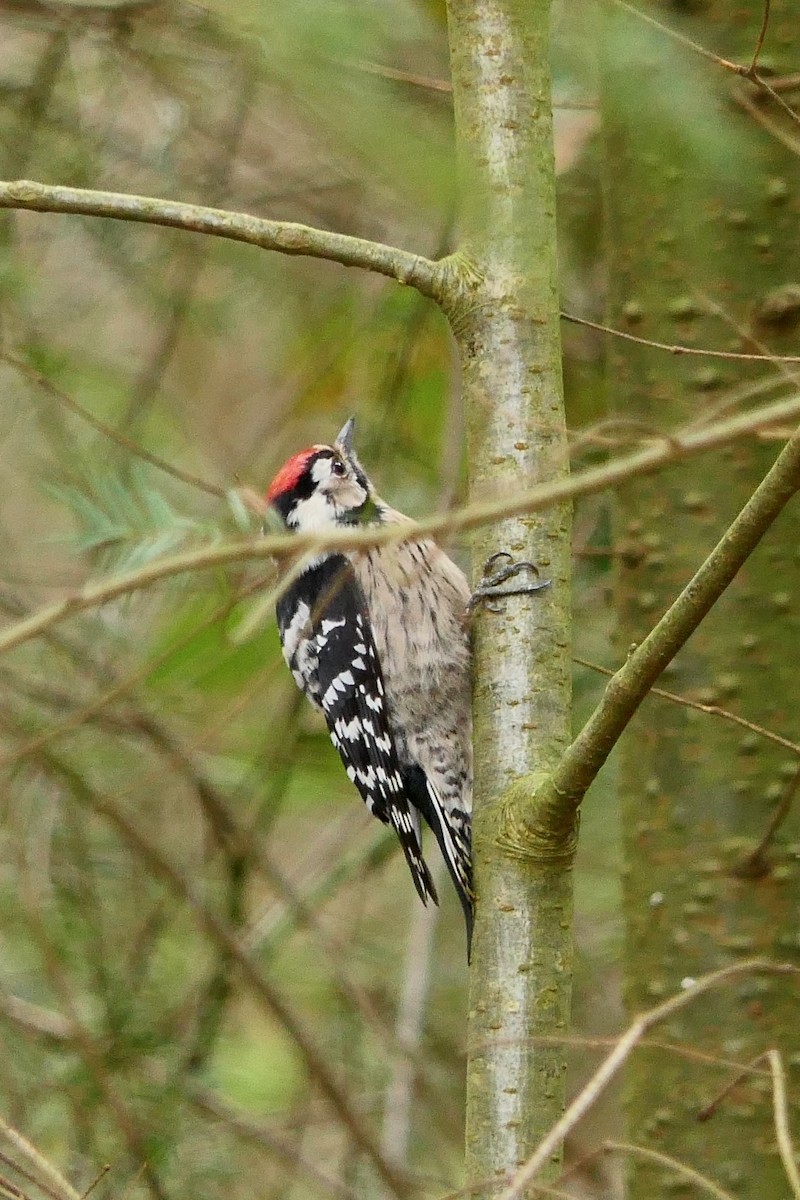 Lesser Spotted Woodpecker - ML541422141