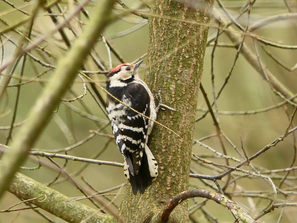 Lesser Spotted Woodpecker - ML541422151