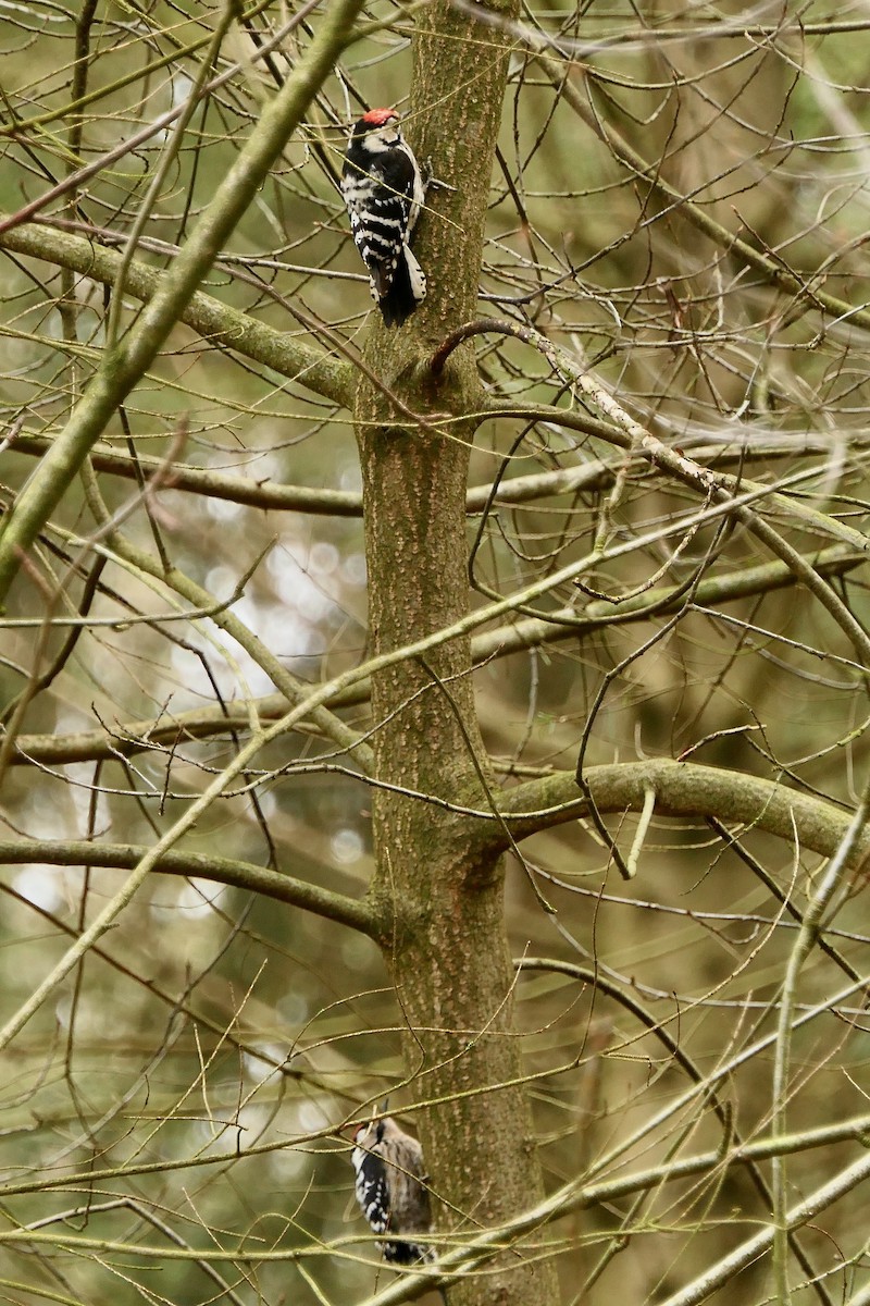 Lesser Spotted Woodpecker - ML541422171