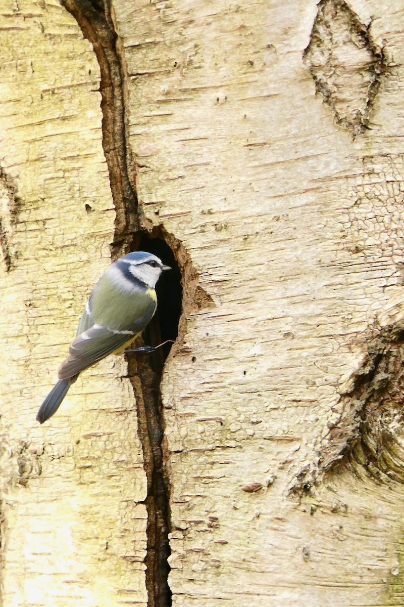 Eurasian Blue Tit - ML541422241