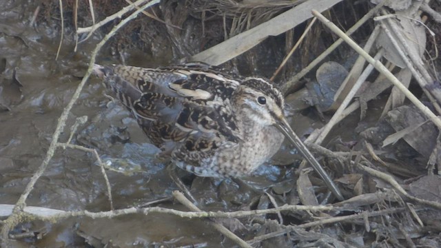 Common Snipe - ML541422491