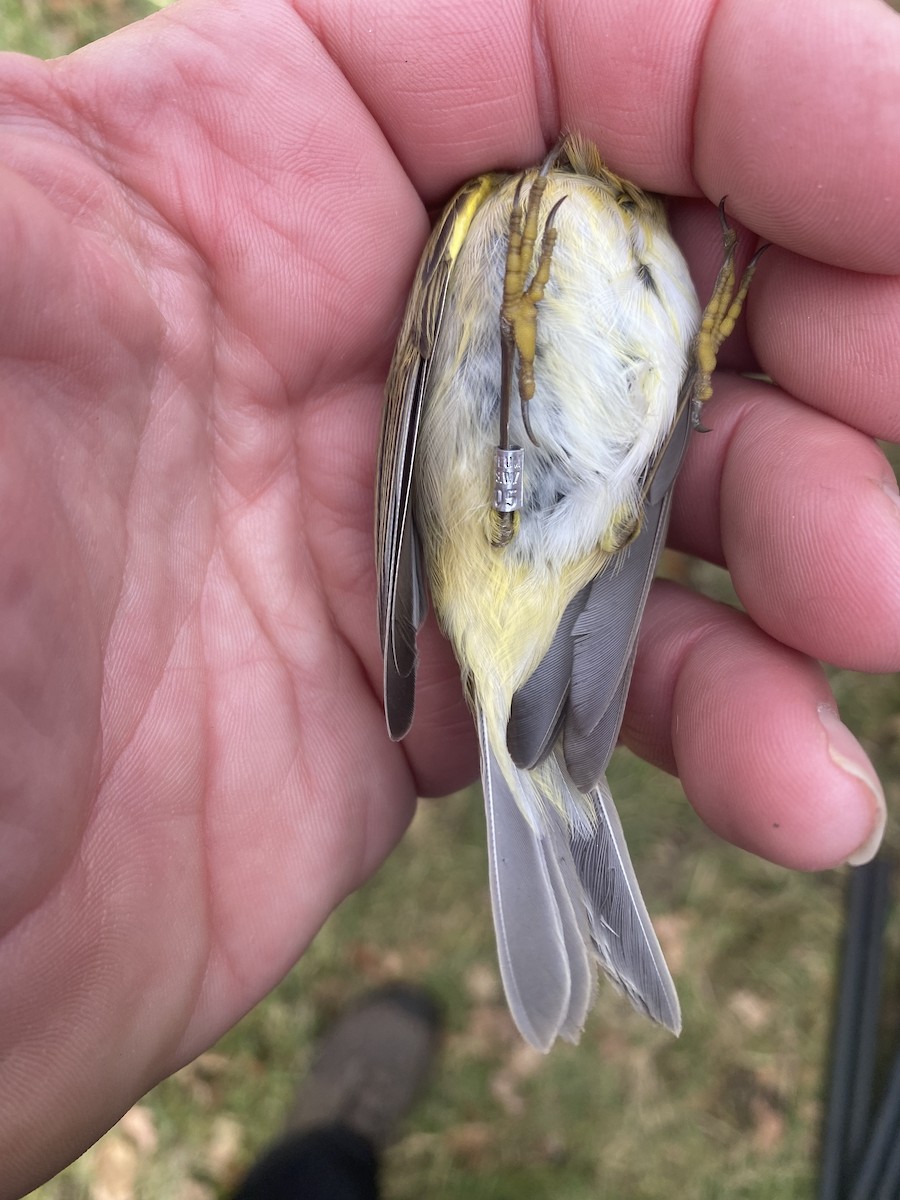 Common Chiffchaff - ML541423411