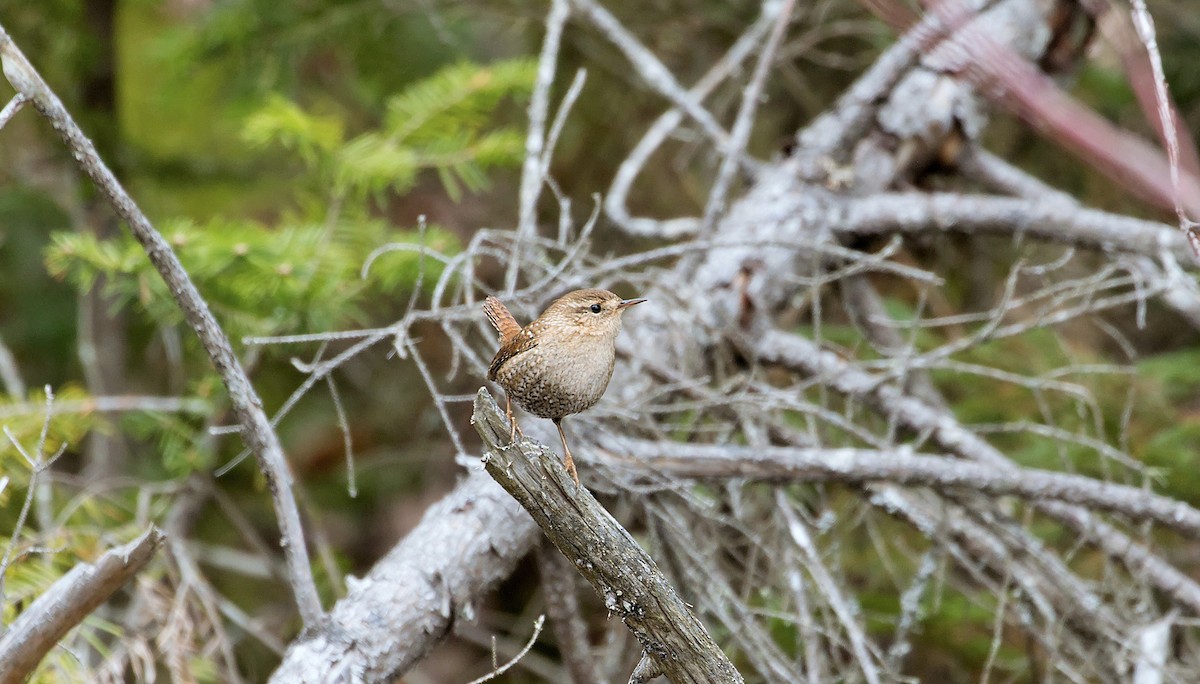 Winter Wren - ML541424521