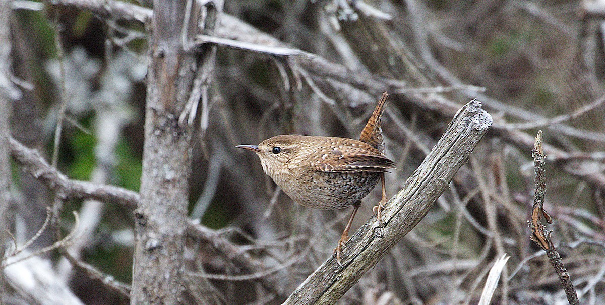 Winter Wren - ML541424531