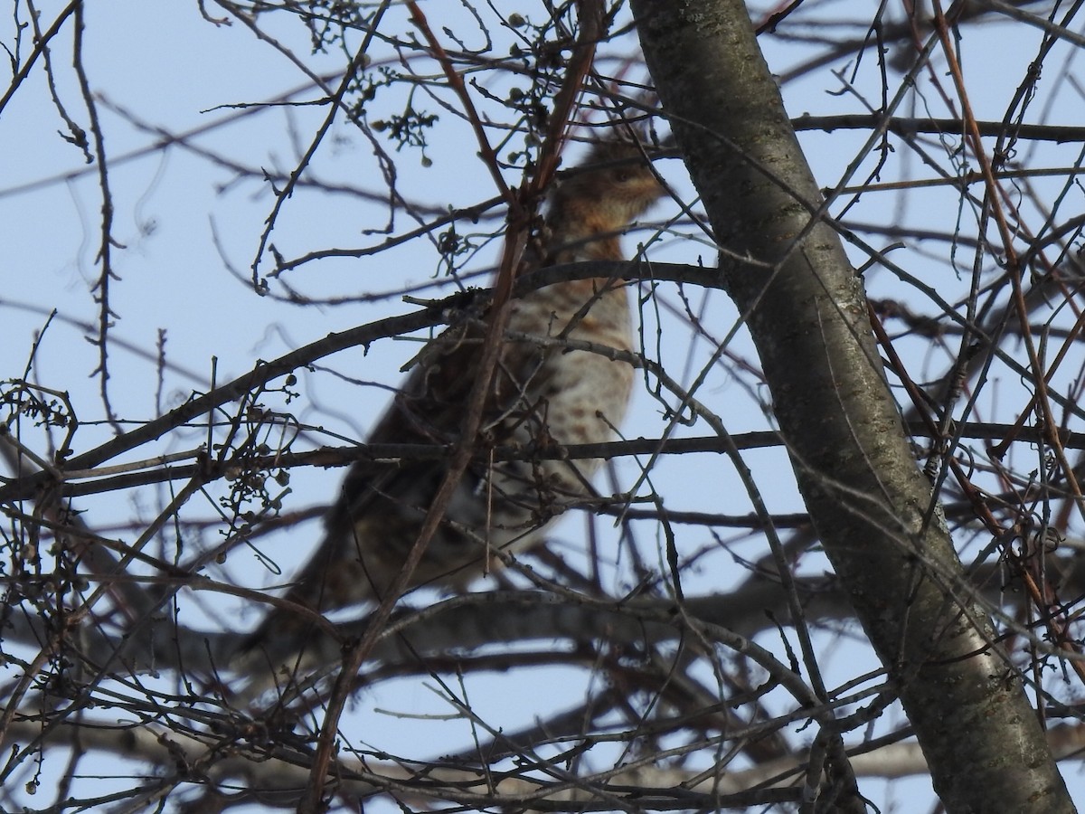 Ruffed Grouse - ML541424671