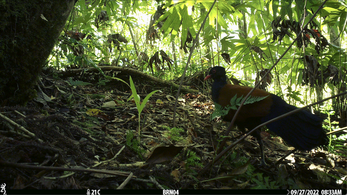 Pheasant Pigeon - ML541424921