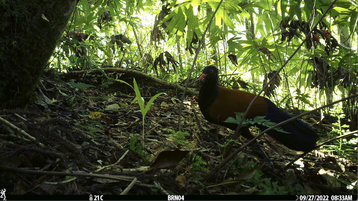 Pheasant Pigeon - ML541424931