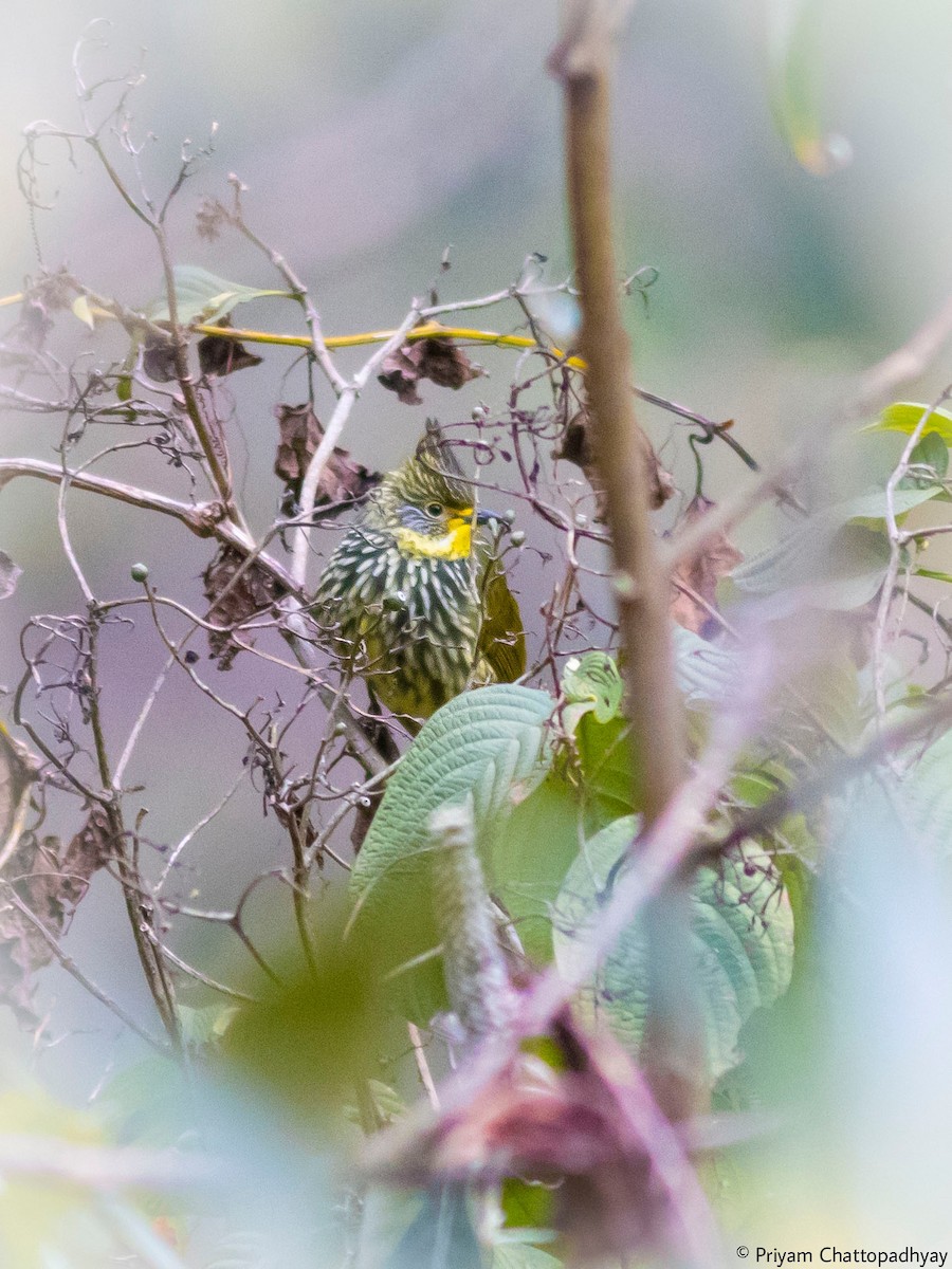 Striated Bulbul - Priyam Chattopadhyay