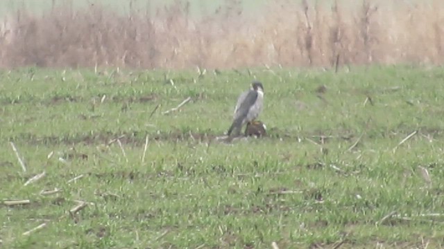 Peregrine Falcon - ML541425131