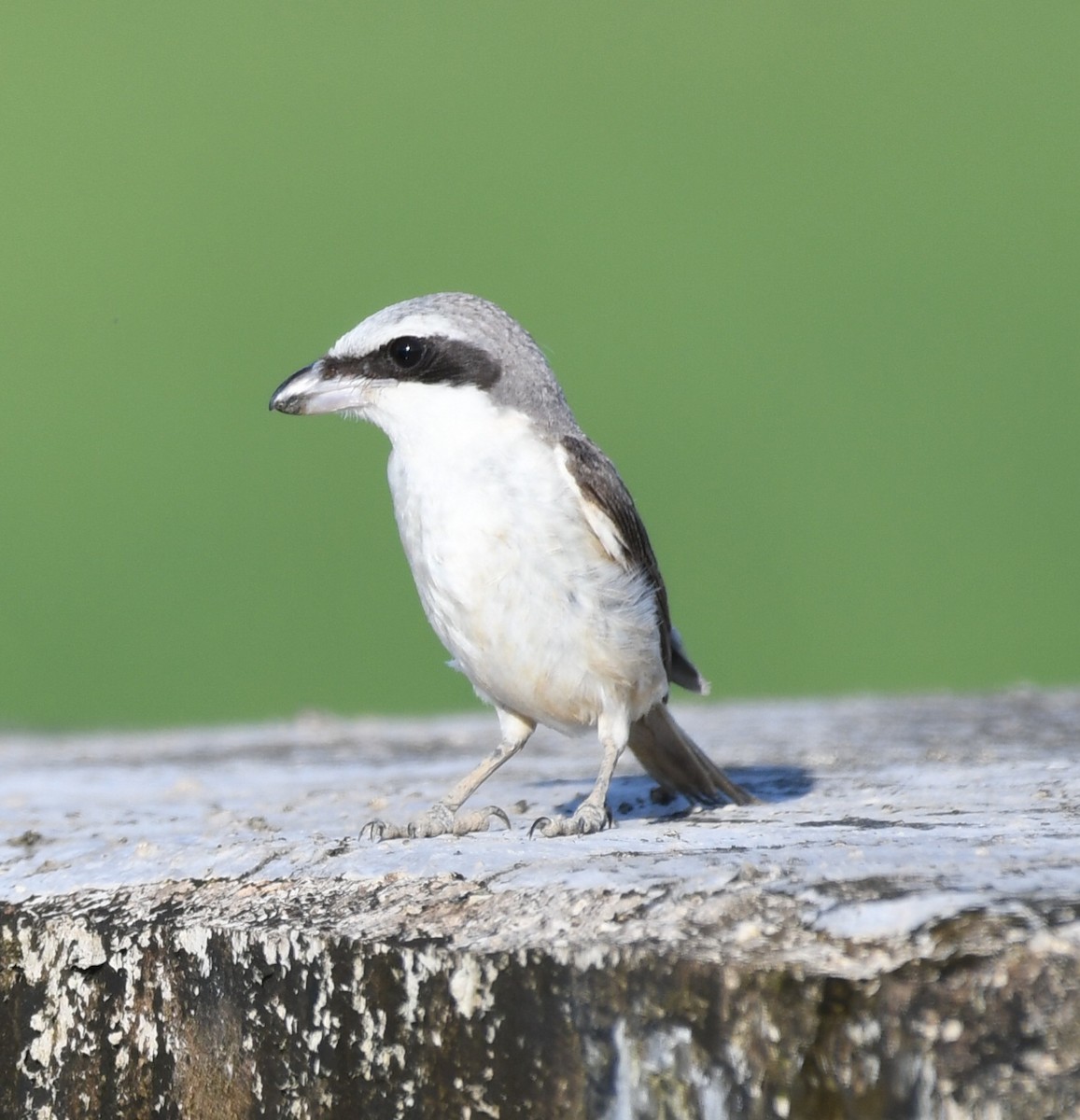 Brown Shrike (Philippine) - ML541426351