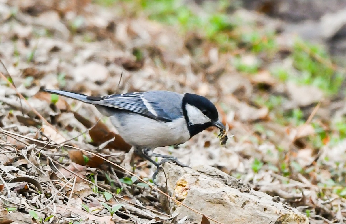 Great Tit - Vahid Ashrafi