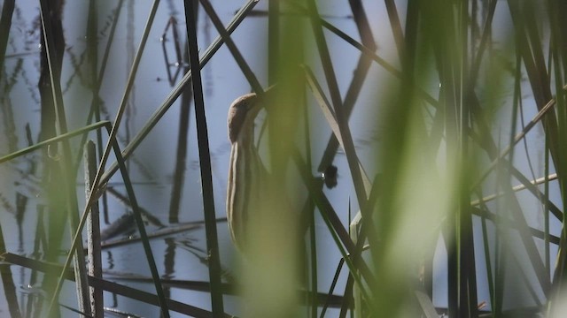 Stripe-backed Bittern - ML541428531