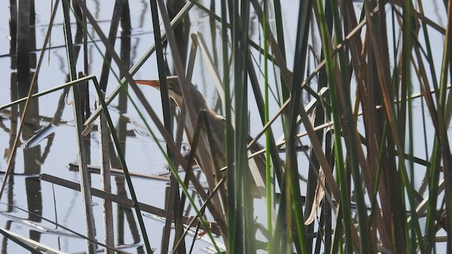 Stripe-backed Bittern - ML541428541
