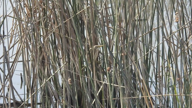 Stripe-backed Bittern - ML541428551