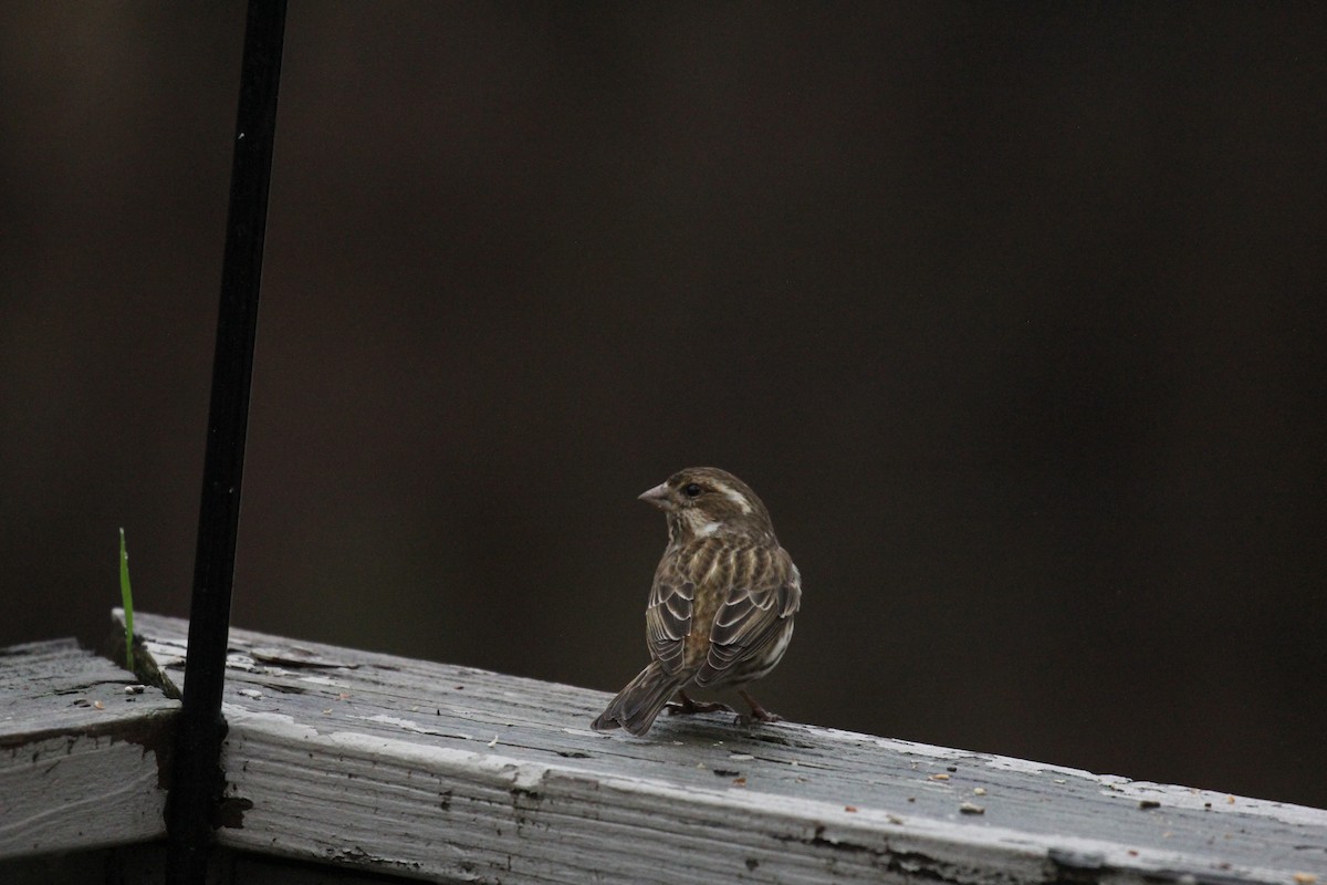 Purple Finch - ML541429261