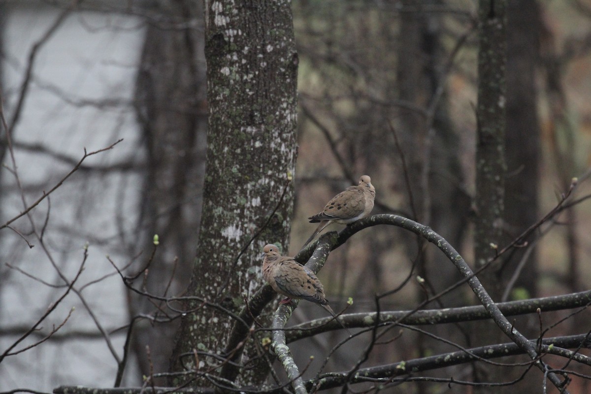 Mourning Dove - ML541429331